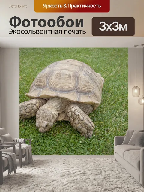 Фотообои Черепаха на траве