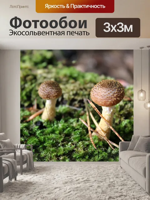 Фотообои Гриб
