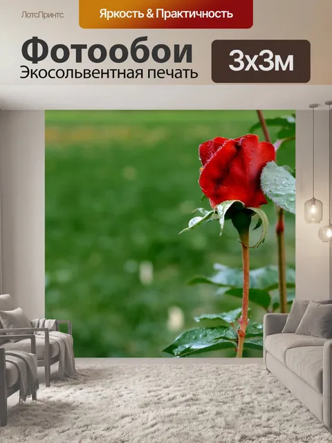 Фотообои Роза