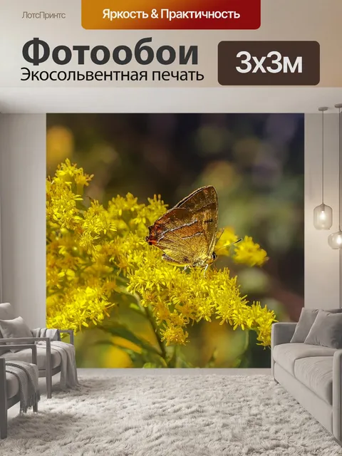 Фотообои Бабочка