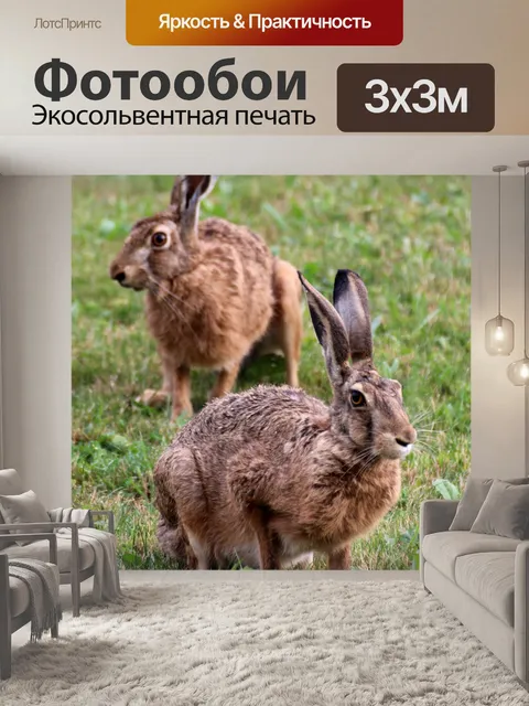 Фотообои Заяц