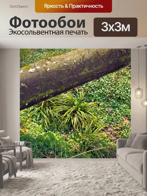 Фотообои Лес