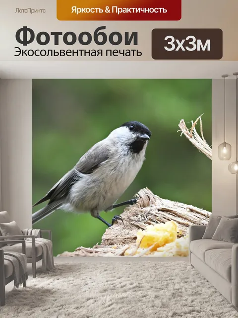 Фотообои Птица