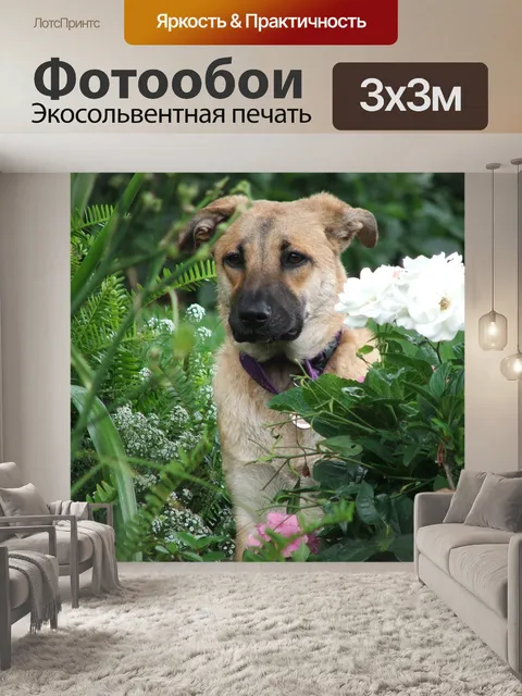 Фотообои Собака