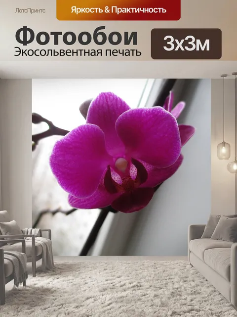 Фотообои Фаленопсис