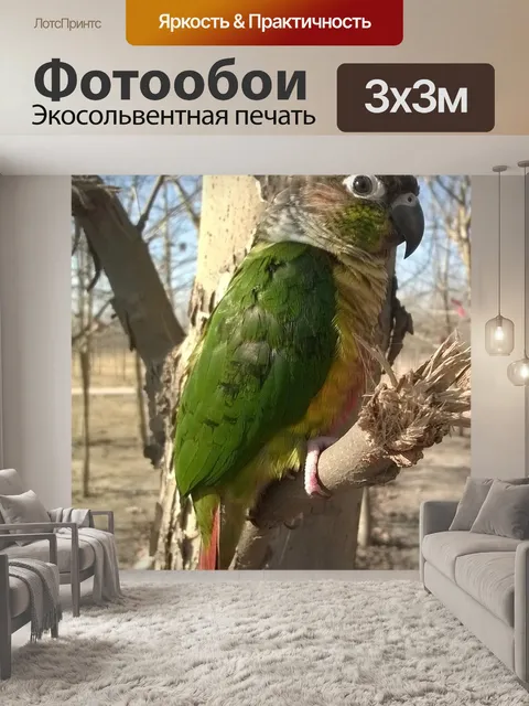 Фотообои Птица