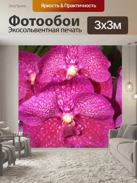 Фотообои Фото цветка орхидеи