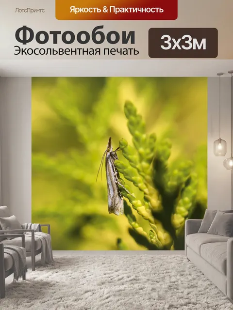 Фотообои Бабочка