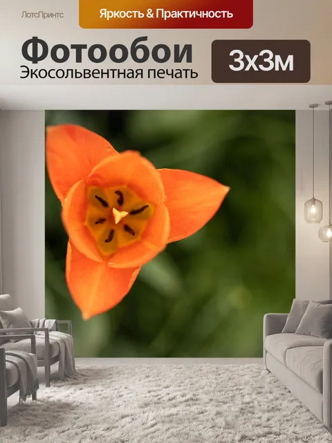 Фотообои Тюльпан