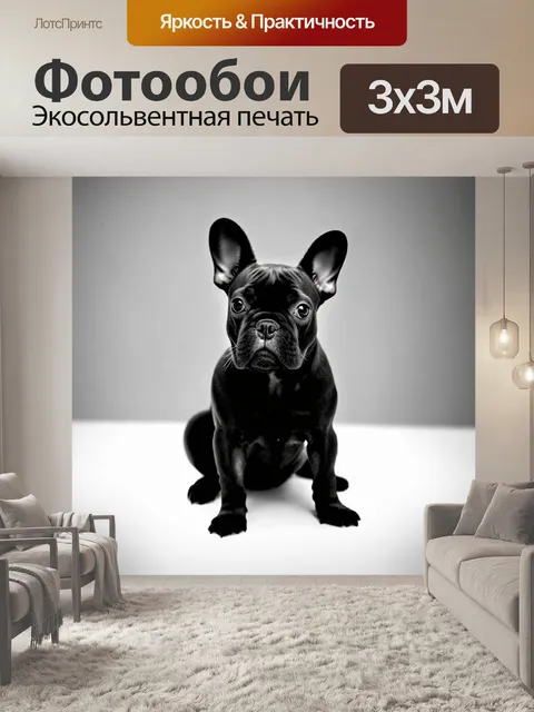 Фотообои ретро фильм-стиль черной и белой фотографии французского бульдога, сидящего на белом фоне