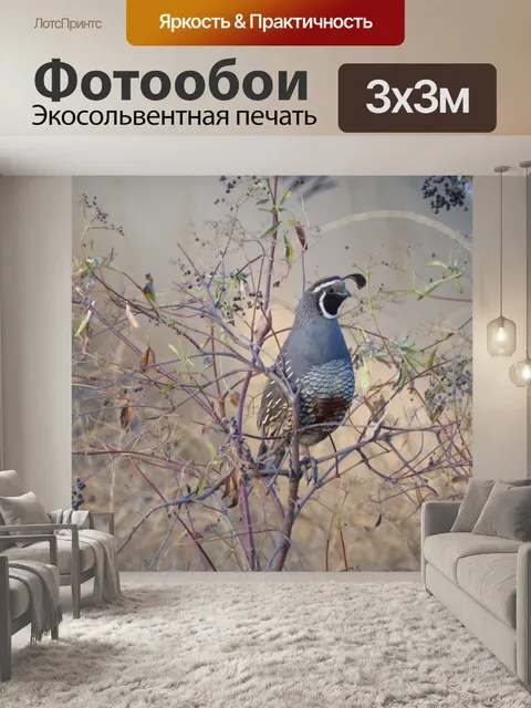 Фотообои Перепел сидит