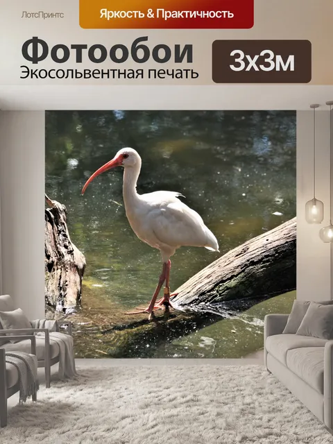 Фотообои Белый Ибис на падшем дереве