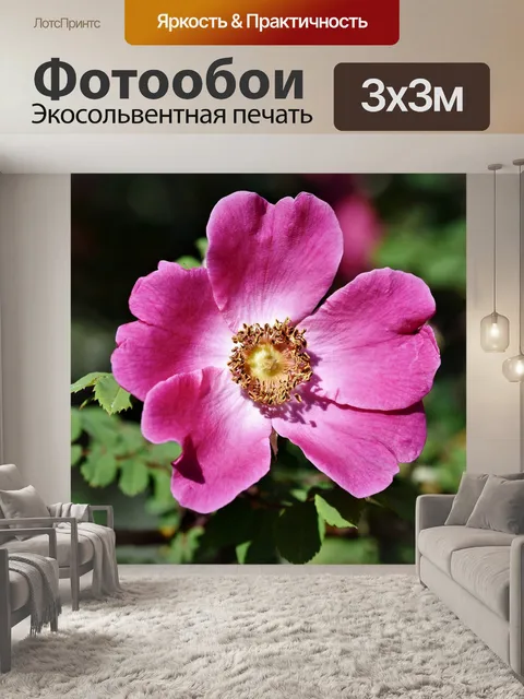 Фотообои Анемон