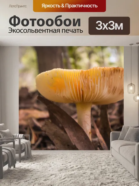 Фотообои Гриб