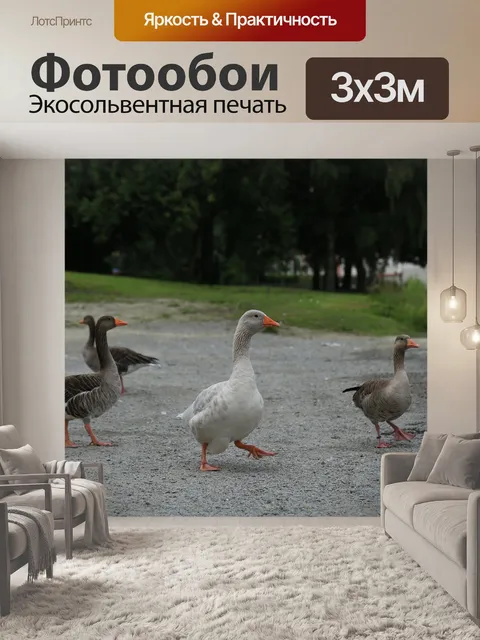Фотообои Гуси