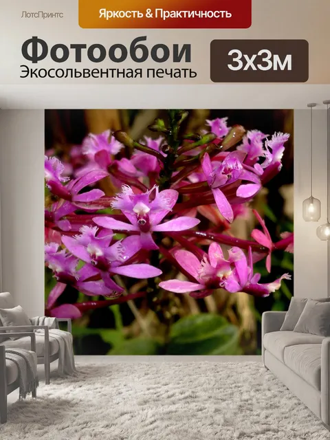Фотообои Орхидеи