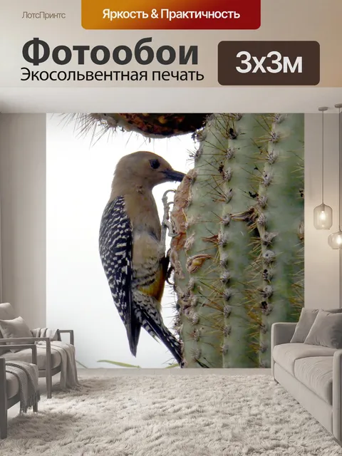 Фотообои Птица на Сагуаро Кактус