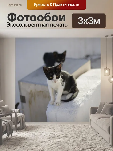 Фотообои Кот