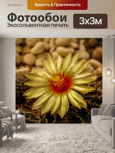 Фотообои Кактус пустынное растение