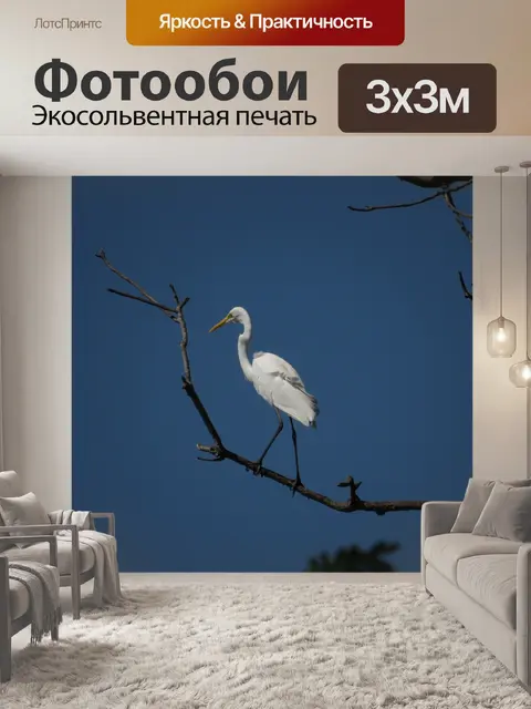 Фотообои Птицы