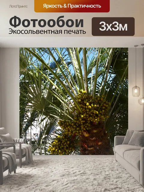 Фотообои Пальма
