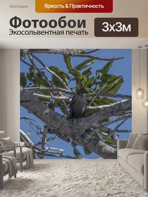 Фотообои Песня Воробей сидел