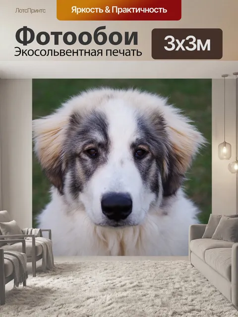 Фотообои Собака