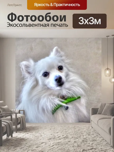 Фотообои Белая померанская собака