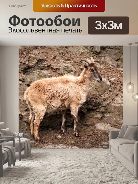 Фотообои Himalayan Tahr