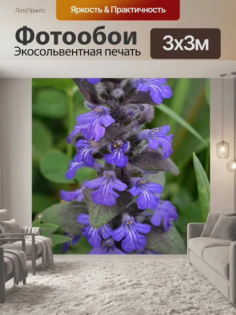 Фотообои Лаванда