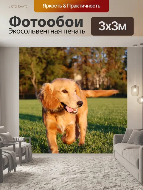 Фотообои Собака