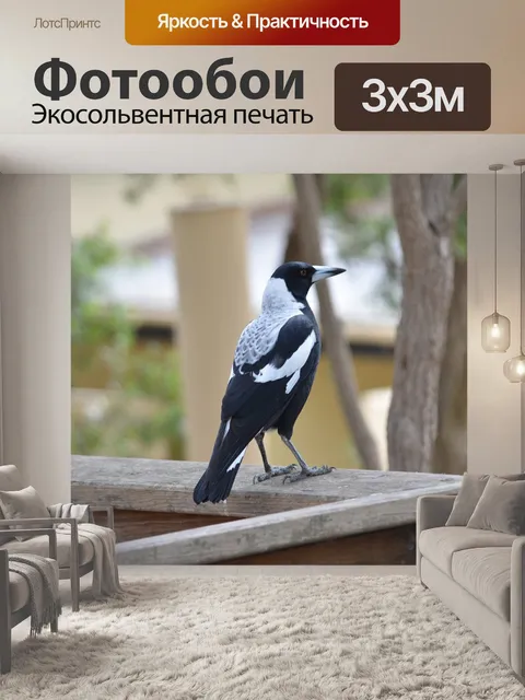 Фотообои Сорока