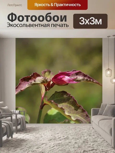 Фотообои Цветок
