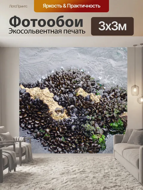 Фотообои Моллюски