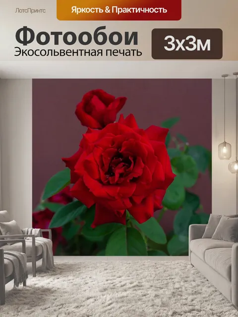 Фотообои Роуз