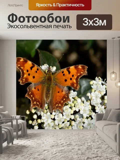Фотообои Бабочка
