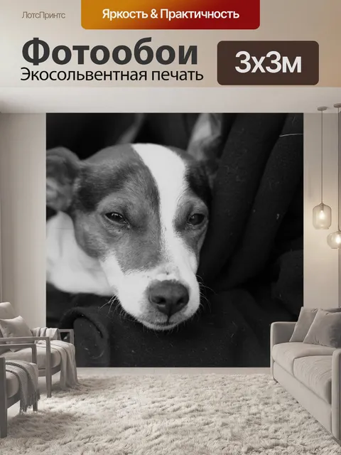 Фотообои Собака