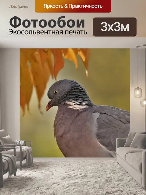 Фотообои Голубь