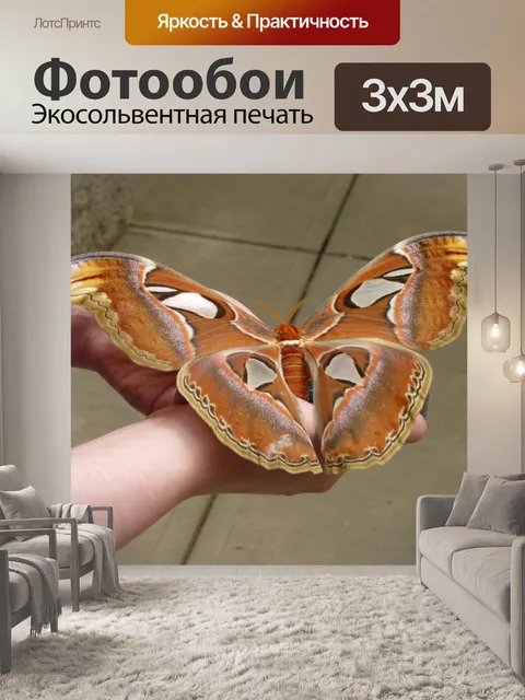 Фотообои Бабочка