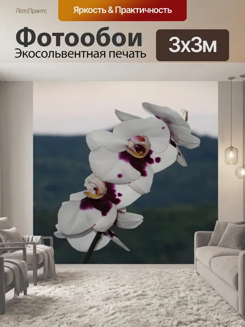 Фотообои Орхидея