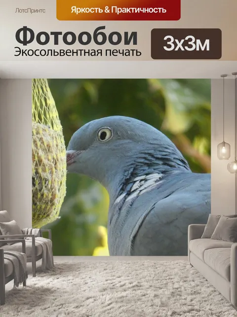 Фотообои Голубь