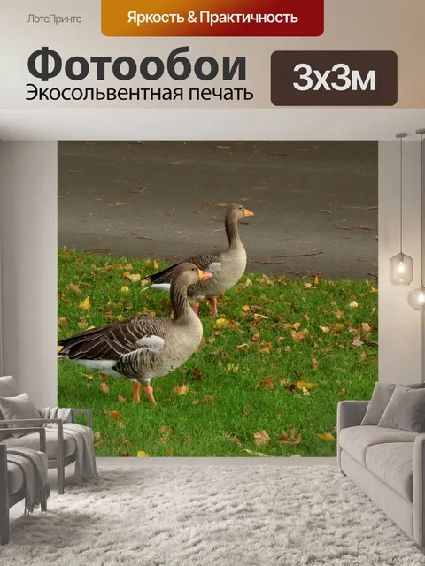 Фотообои Гуси
