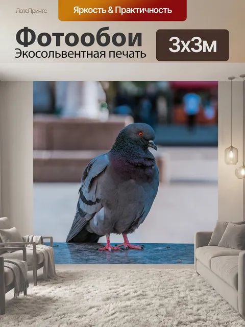 Фотообои Голубь