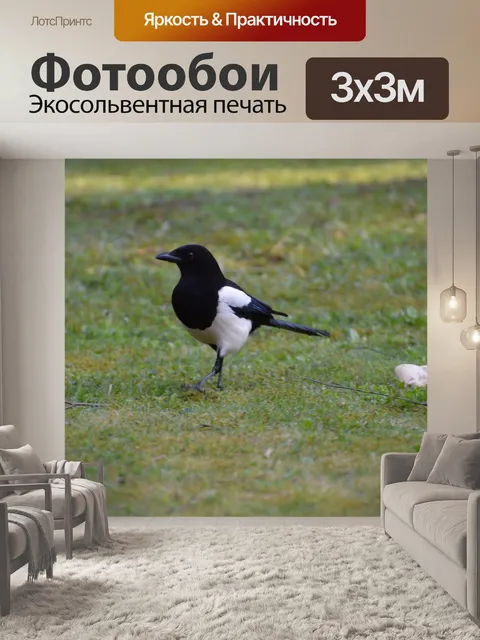 Фотообои Сорока