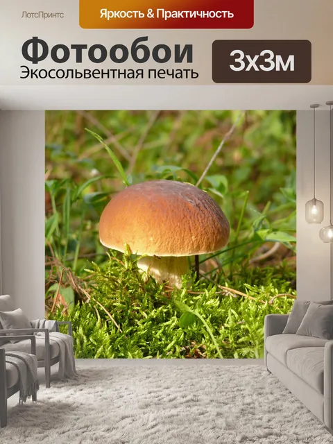 Фотообои Гриб