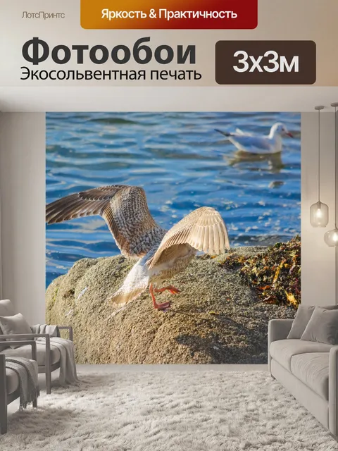 Фотообои Приземление птицы на скалах