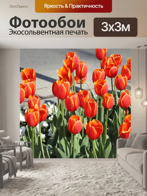 Фотообои Тюльпаны