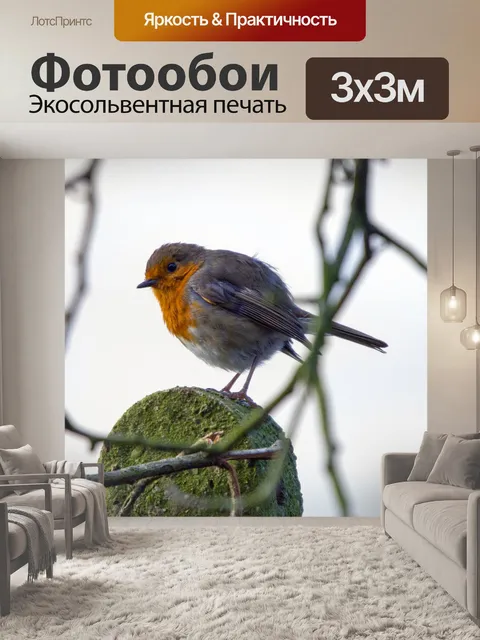 Фотообои Робин Эритакус рубекула