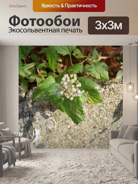 Фотообои Цветы