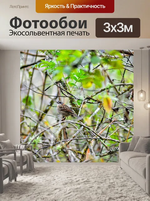 Фотообои Птица